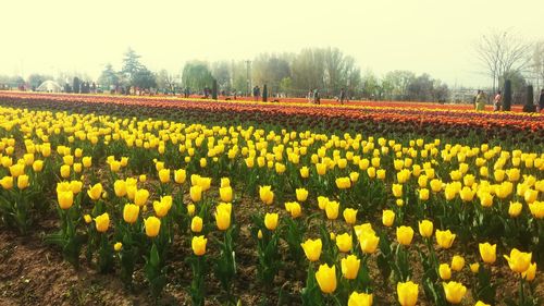 Yellow flowers growing in field