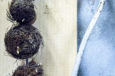 High angle view of bird in nest