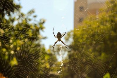 Close-up of spider web