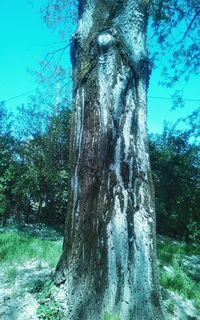 Low angle view of trees against blue sky