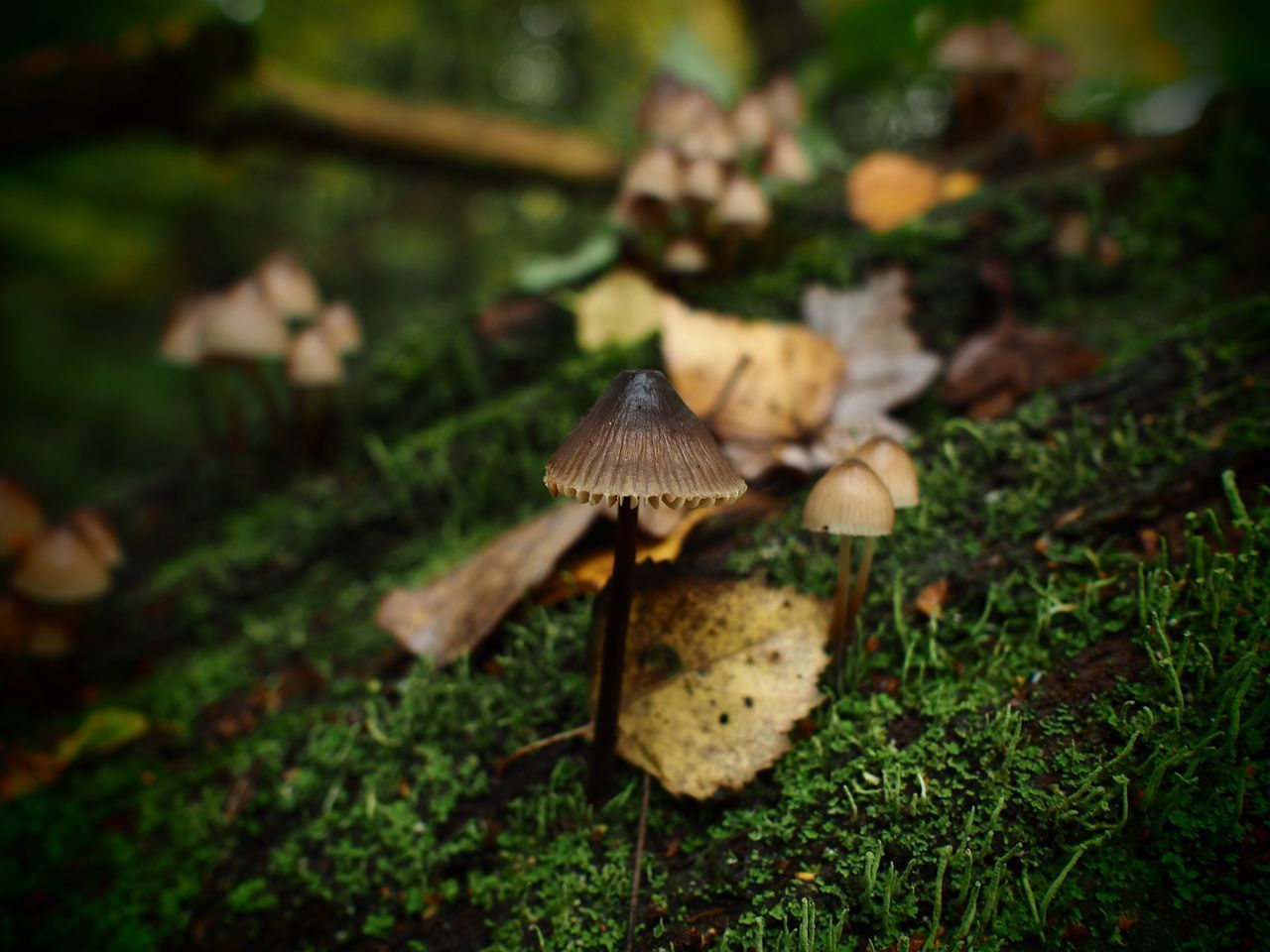 CLOSE-UP OF MUSHROOM ON FIELD