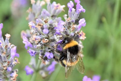 Close-up of bee on purple flower