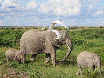 Sheep grazing on field against sky