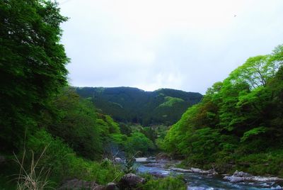 Scenic view of river amidst trees in forest against sky