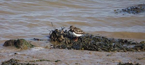 View of birds on beach