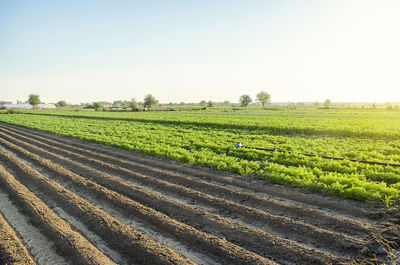 Landscape of a farm plantation field. juicy greens of potato and carrot tops. 