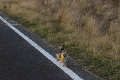 View of a dog on road