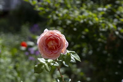 Close-up of pink rose