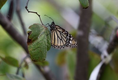 Close-up of butterfly on leaf