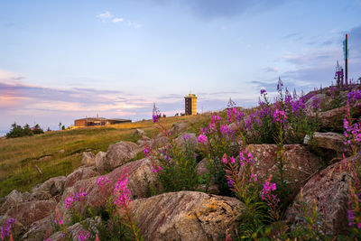 Purple flowering plants on land against sky during sunset