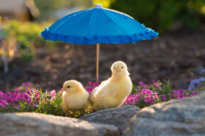 Close-up of baby chickens with small blue umbrella perching on rock