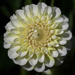 Close-up of white dahlia