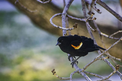 Close-up of bird perching on branch