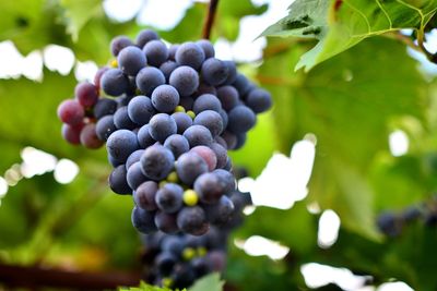 Close-up of grapes growing in vineyard