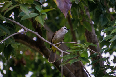 Low angle view of bird perching on tree