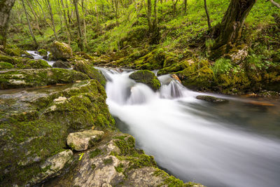 Scenic view of waterfall in forest