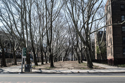 Bare trees by road in city