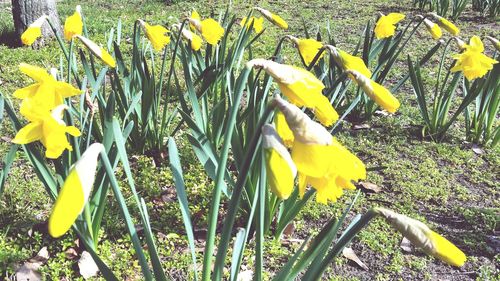 Close-up of yellow flower blooming in field