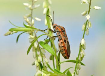 Close-up of butterfly pollinating flower