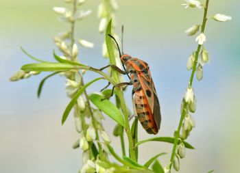 Close-up of insect pollinating flower