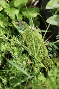 Close-up of lizard