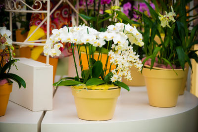 Close-up of potted flower pot on table