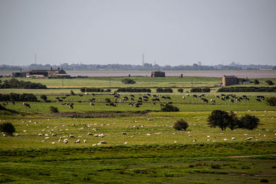 View of sheep grazing on field against sky