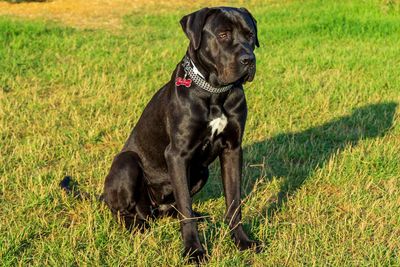 Cane corso sitting on field