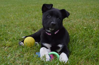 Portrait of black dog lying on grass