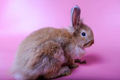 Close-up of a rabbit over pink background