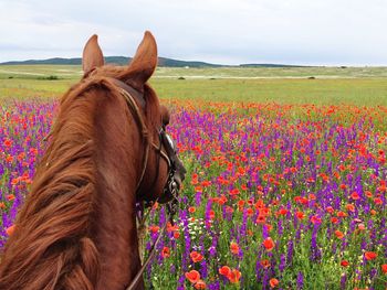 Close-up of a horse on field