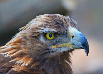 Close-up of golden eagle