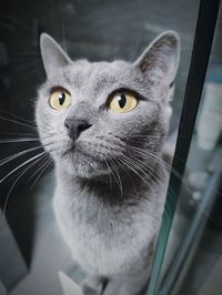 Close-up portrait of cat