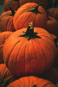 Closeup of orange pumpkins in rows on hay bales outdoors in autumn 