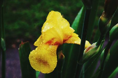 Close-up of yellow day lily blooming outdoors