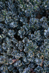 Full frame shot of succulent plants