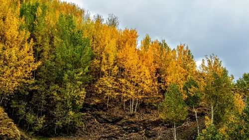 Trees and plants in forest during autumn