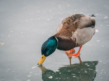 Close-up of duck drinking water