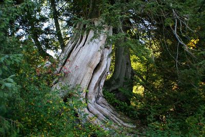 Trees in forest