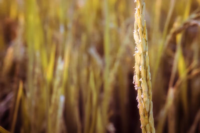 Close-up of stalks in wheat field