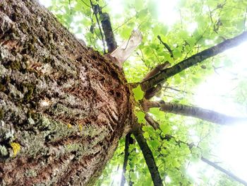 Low angle view of trees against sky