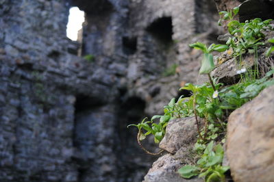 Close-up of ivy growing on tree