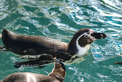 View of duck swimming in lake