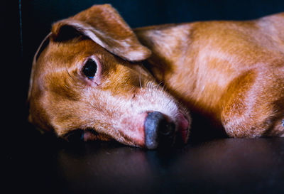 Close-up portrait of a dog