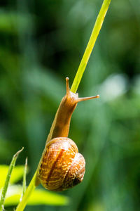 Close-up of snail on plant