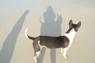 Dog standing on beach