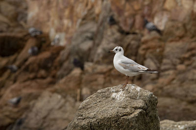 Seagull perching on rock