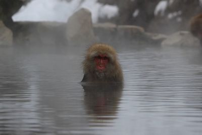 Portrait of monkey in a lake