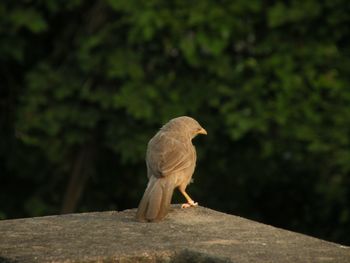 Close-up of bird perching outdoors