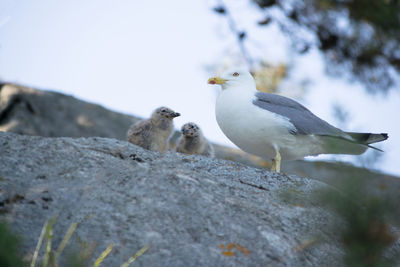 Birds perching on rock